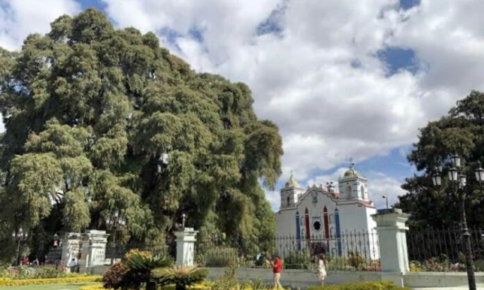 Día del Árbol del Tule, una celebración a sus más de dos mil años de vida