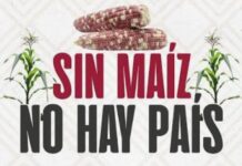Sin maíz no hay país…