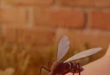 OAXACA SIGUE UNIDA CONTRA EL DENGUE: SSO🦟