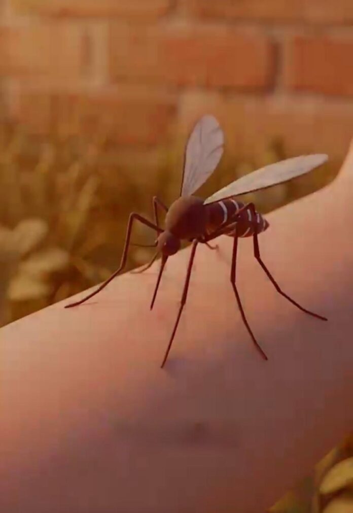 OAXACA SIGUE UNIDA CONTRA EL DENGUE: SSO🦟