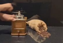 Para exportar café a la Unión Europea